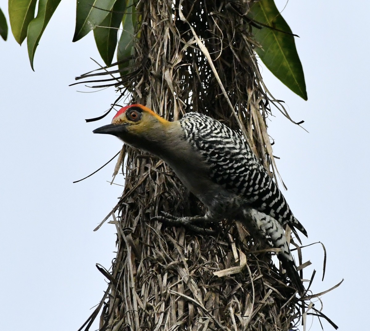 Golden-cheeked Woodpecker - ML370564201