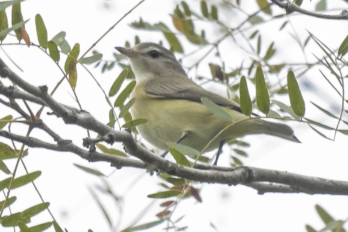 Ötücü Vireo - ML370564291