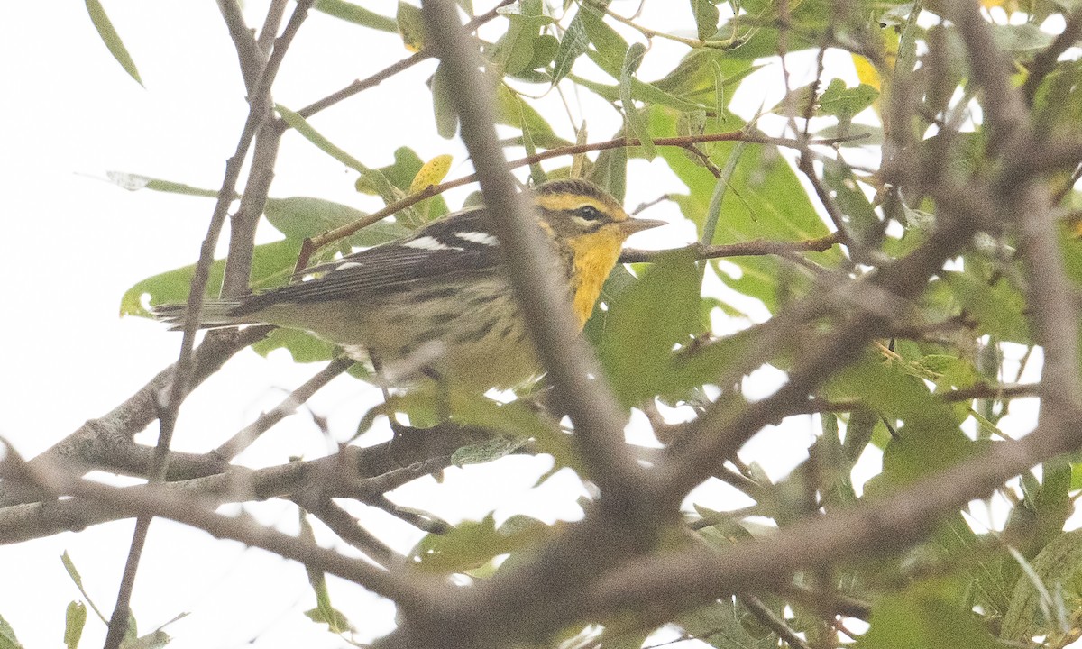 Blackburnian Warbler - ML370564891