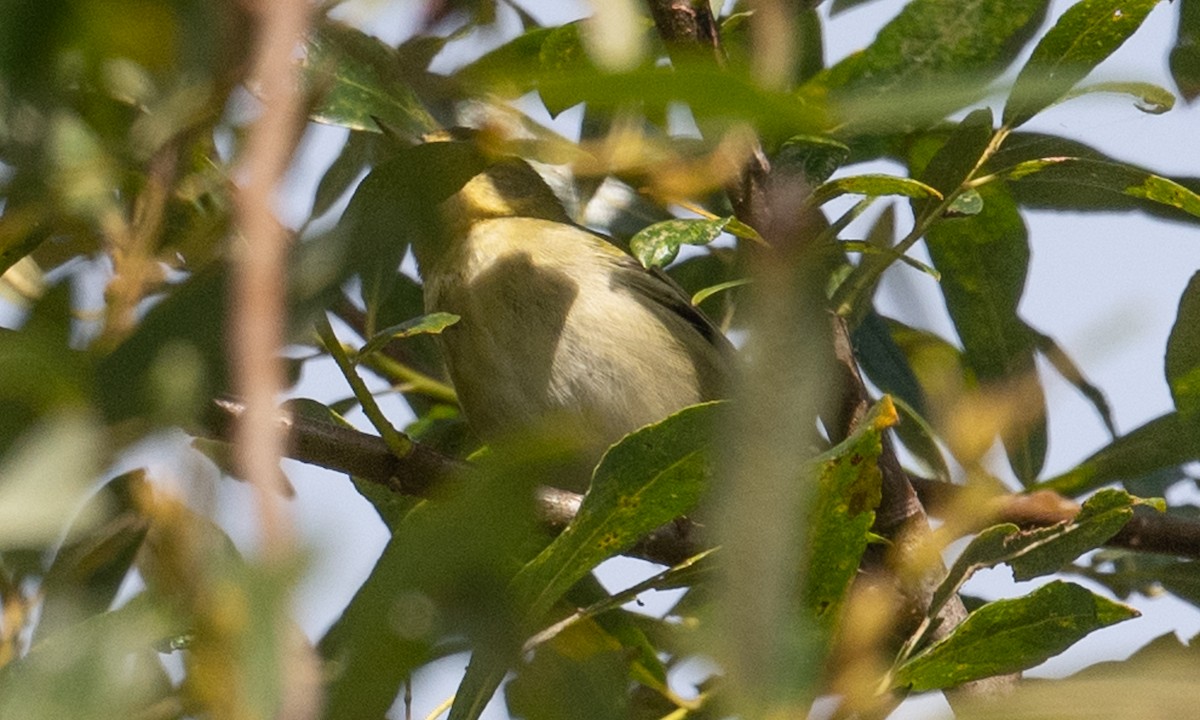 Tennessee Warbler - ML370565301