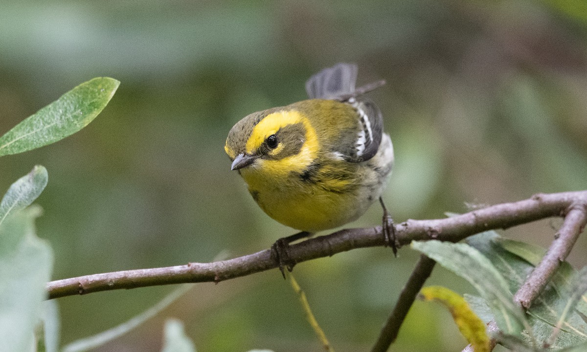 Townsend's Warbler - ML370565311