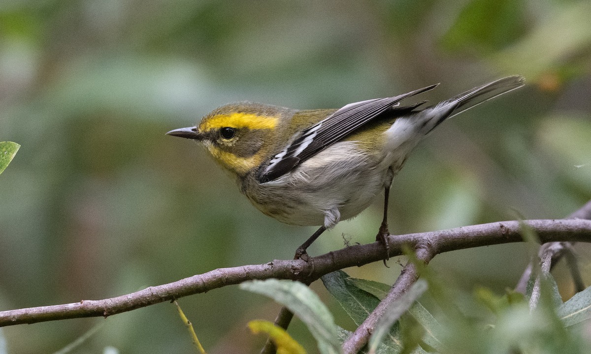 Townsend's Warbler - ML370565321