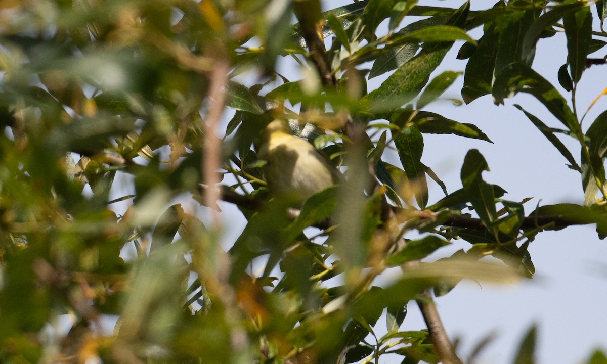 Tennessee Warbler - ML370565351