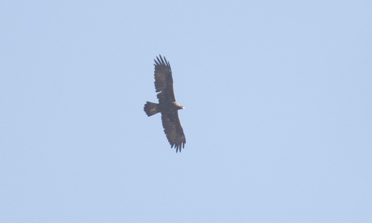 Golden Eagle - ML370565441