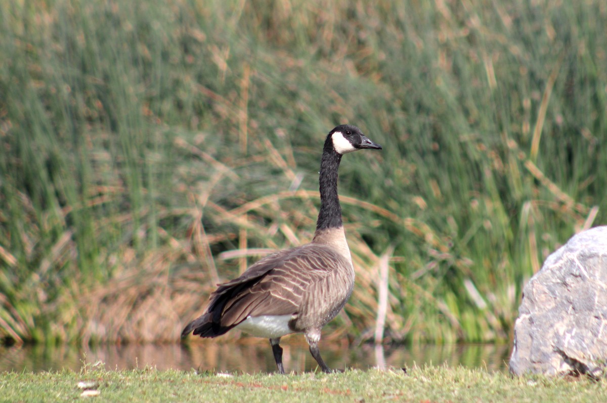 Canada Goose - ML370568011