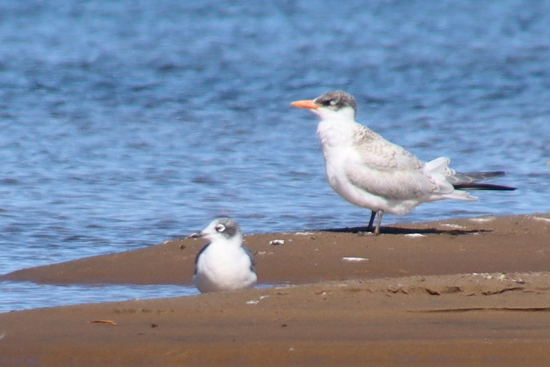 Franklin's Gull - ML370569711