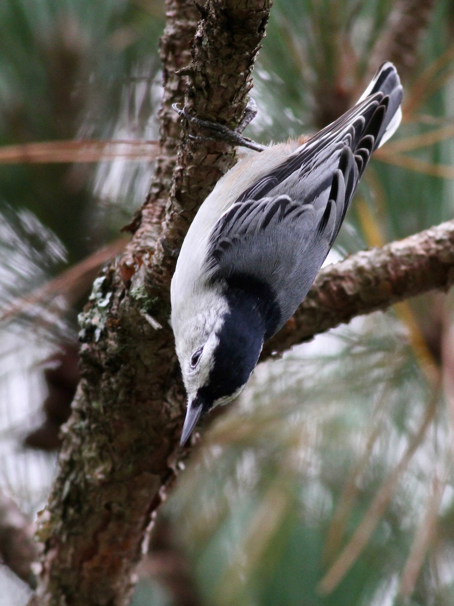 White-breasted Nuthatch (Eastern) - ML37057031