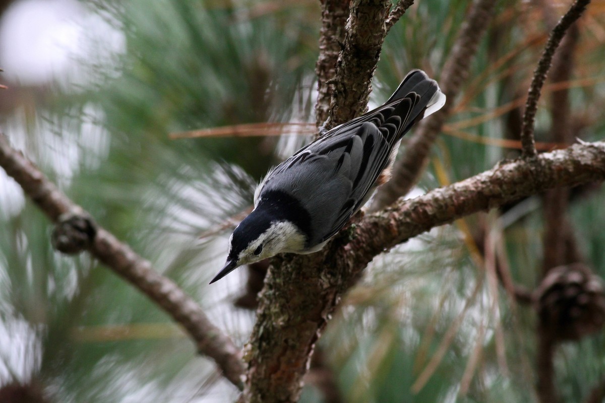 White-breasted Nuthatch (Eastern) - ML37057061