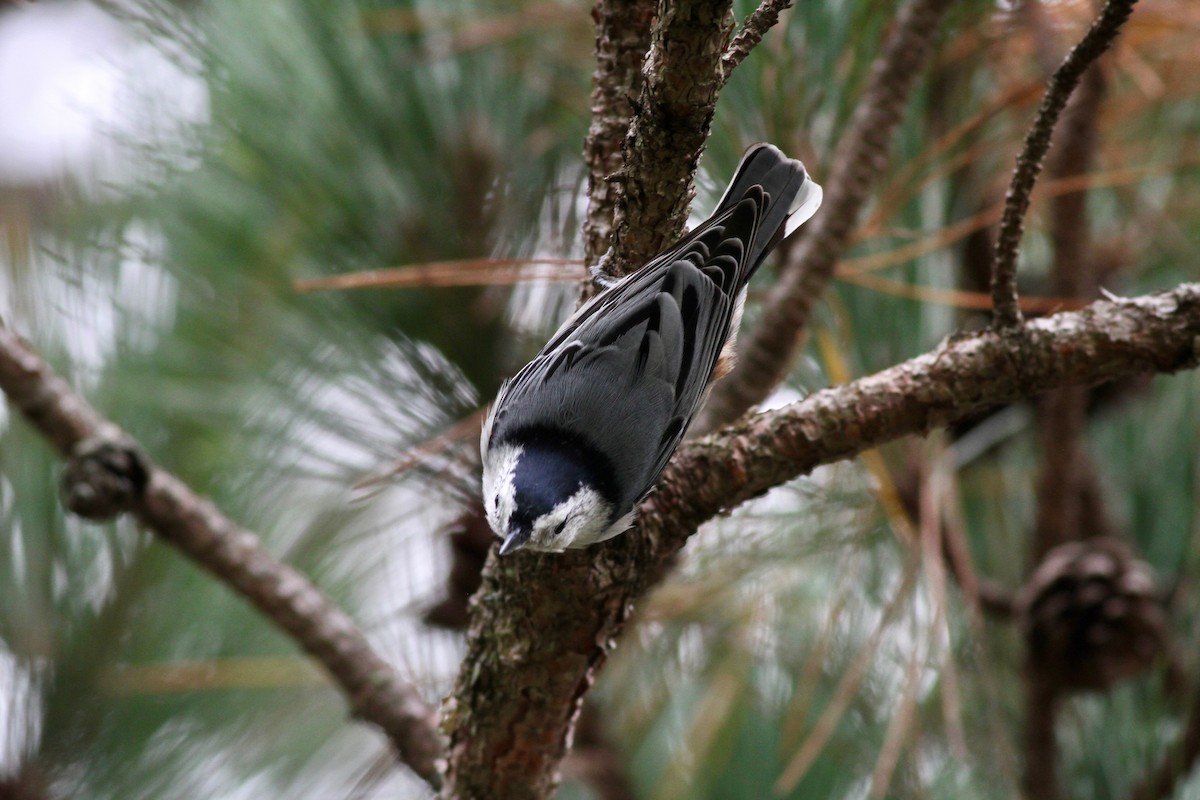 White-breasted Nuthatch (Eastern) - ML37057111