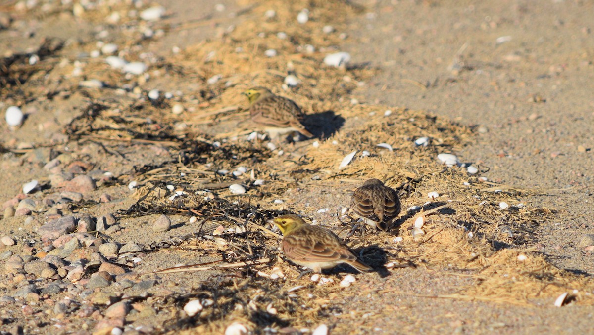 Horned Lark - ML370571441