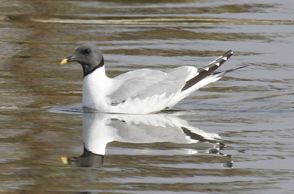 Sabine's Gull - Paul Hurtado