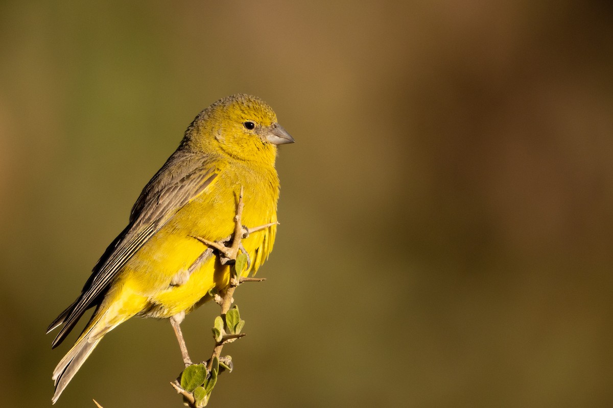 Greenish Yellow-Finch - Pablo Andrés Cáceres Contreras