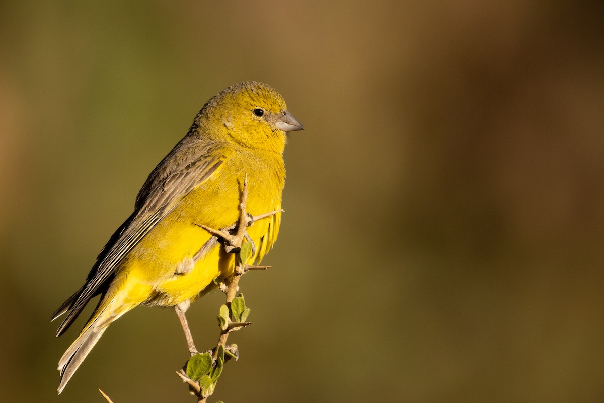 Greenish Yellow-Finch - ML370572281