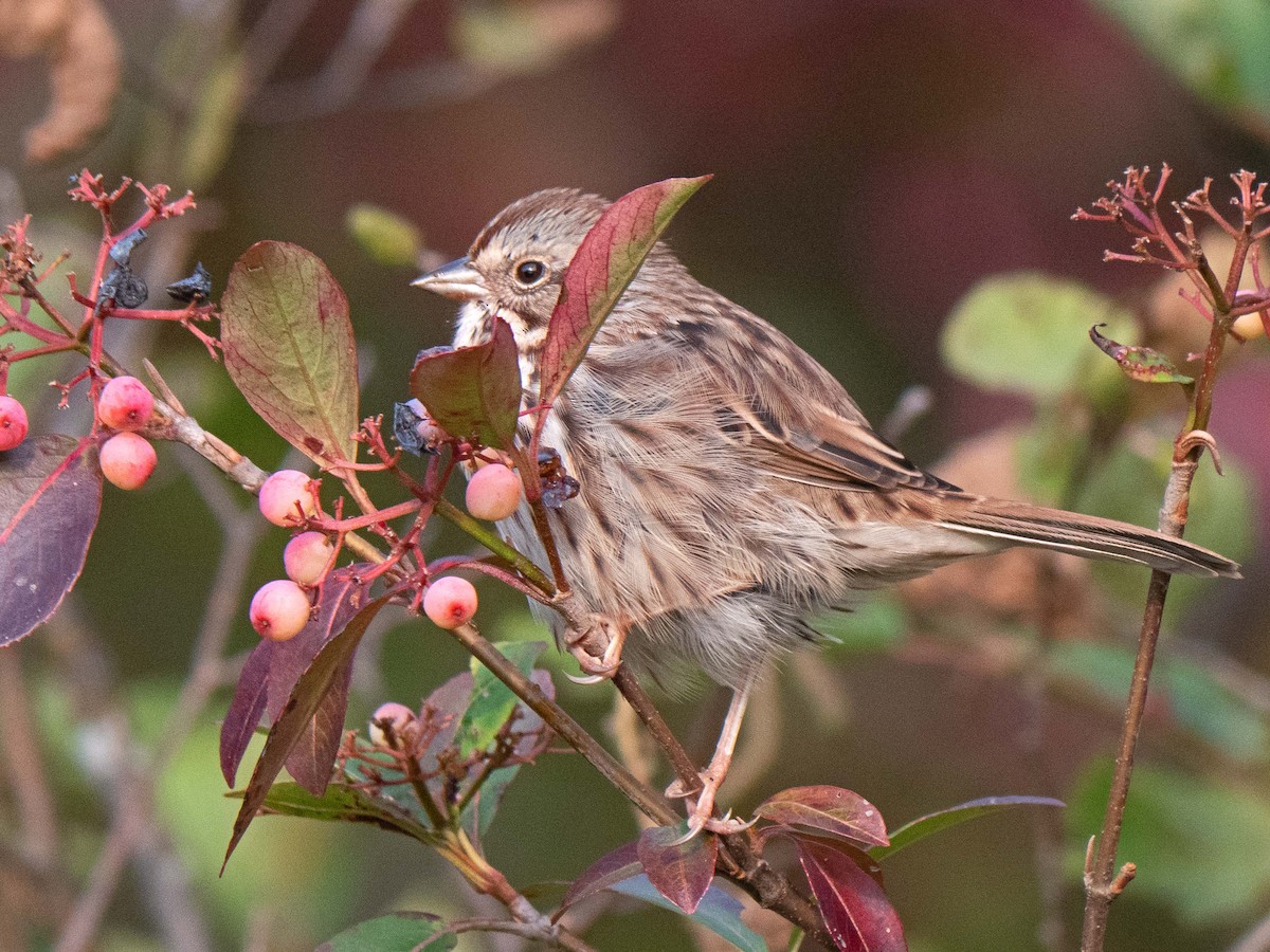 Song Sparrow - Susan Elliott