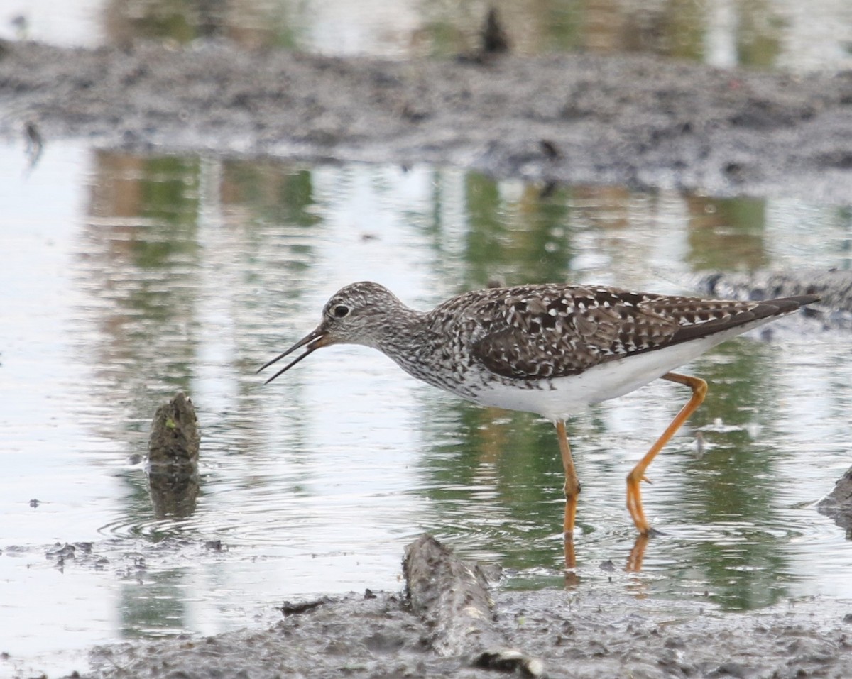 Lesser Yellowlegs - ML370573761