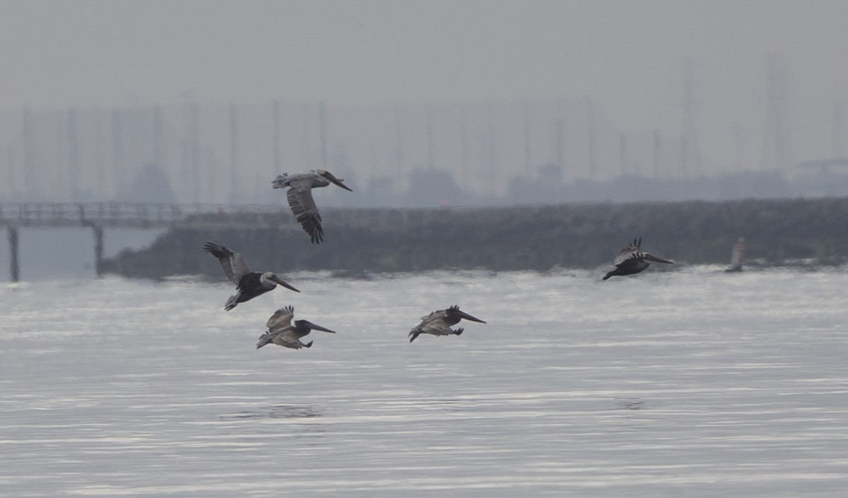 Brown Pelican - ML370573961