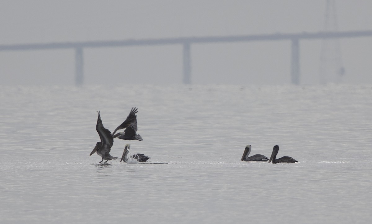 Brown Pelican - ML370573981