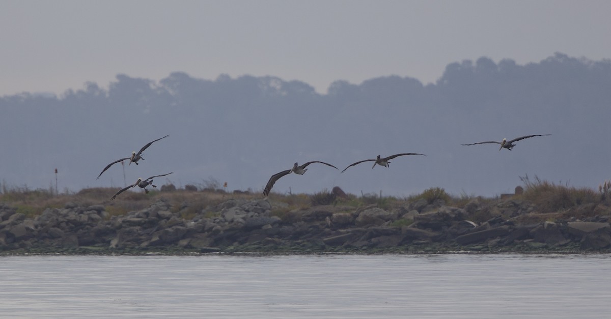 Brown Pelican - ML370574011