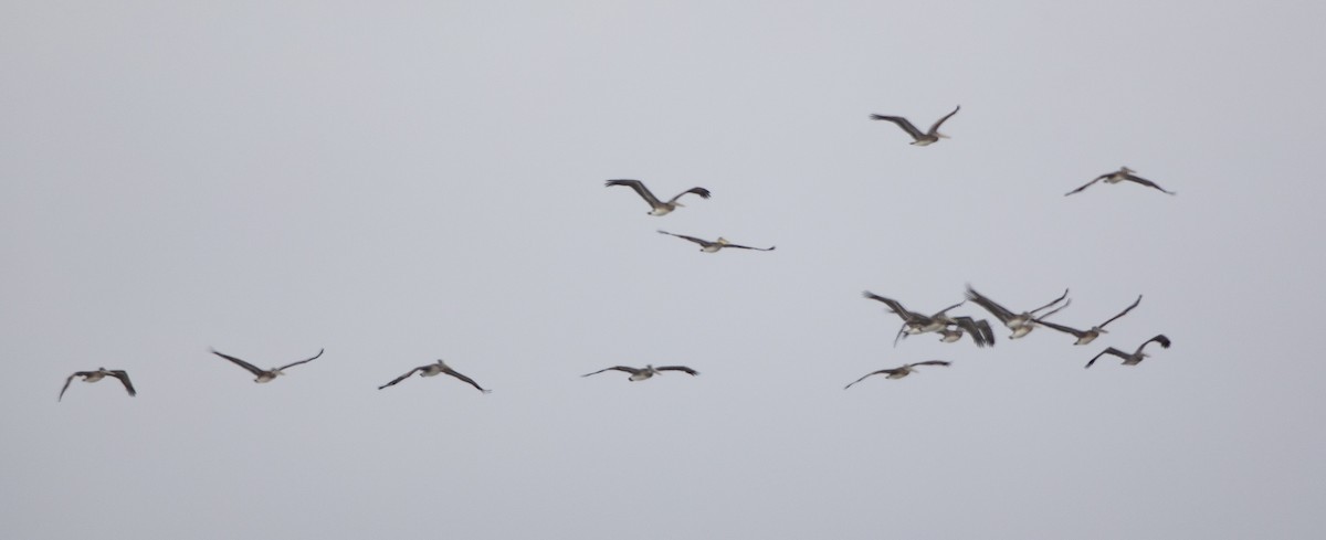 Brown Pelican - ML370574031