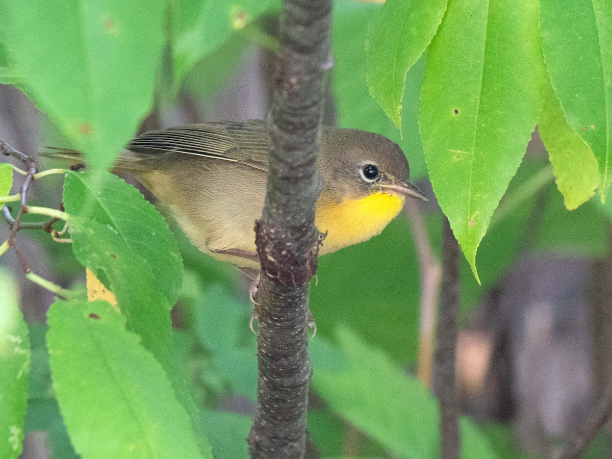 Common Yellowthroat - Susan Elliott