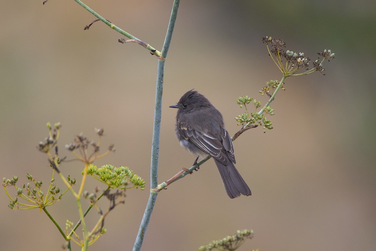 Black Phoebe - ML370574211