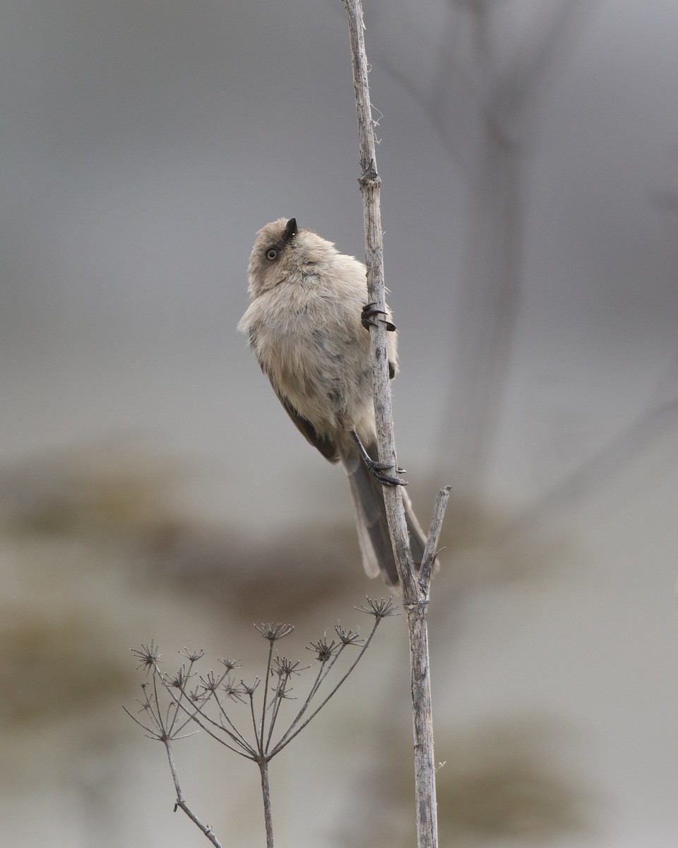 Bushtit - ML370574301