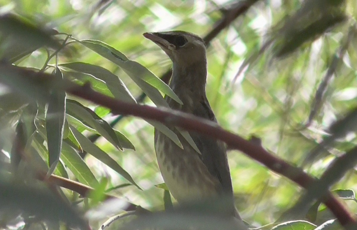 Cedar Waxwing - ML370575001