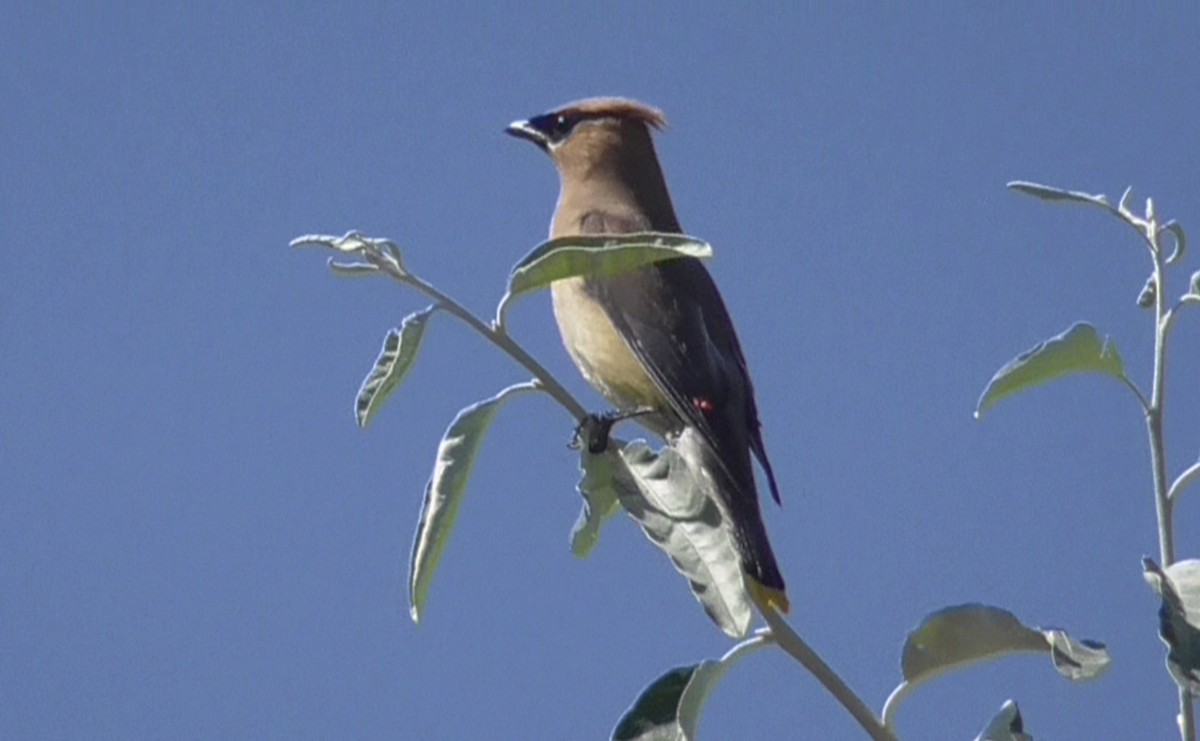 Cedar Waxwing - ML370575041