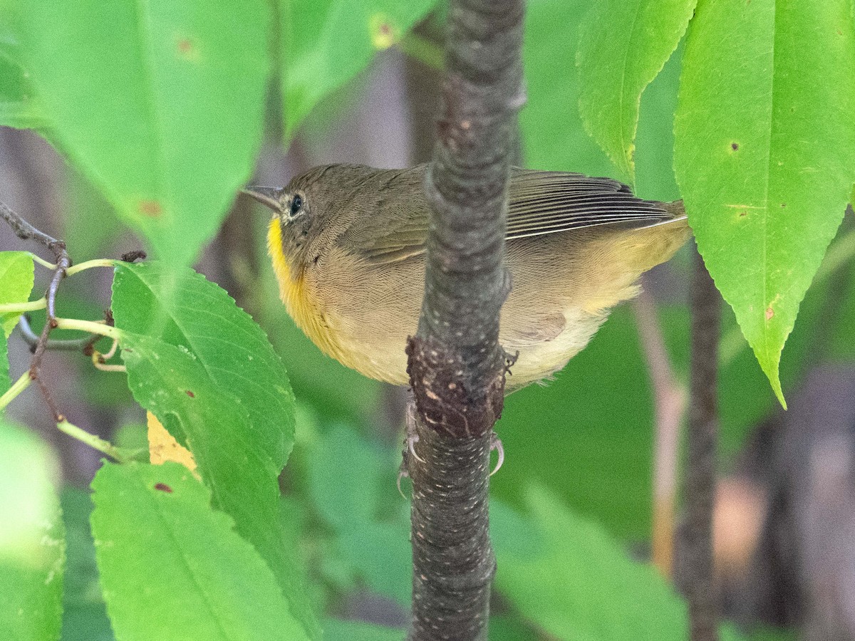 Common Yellowthroat - ML370575411