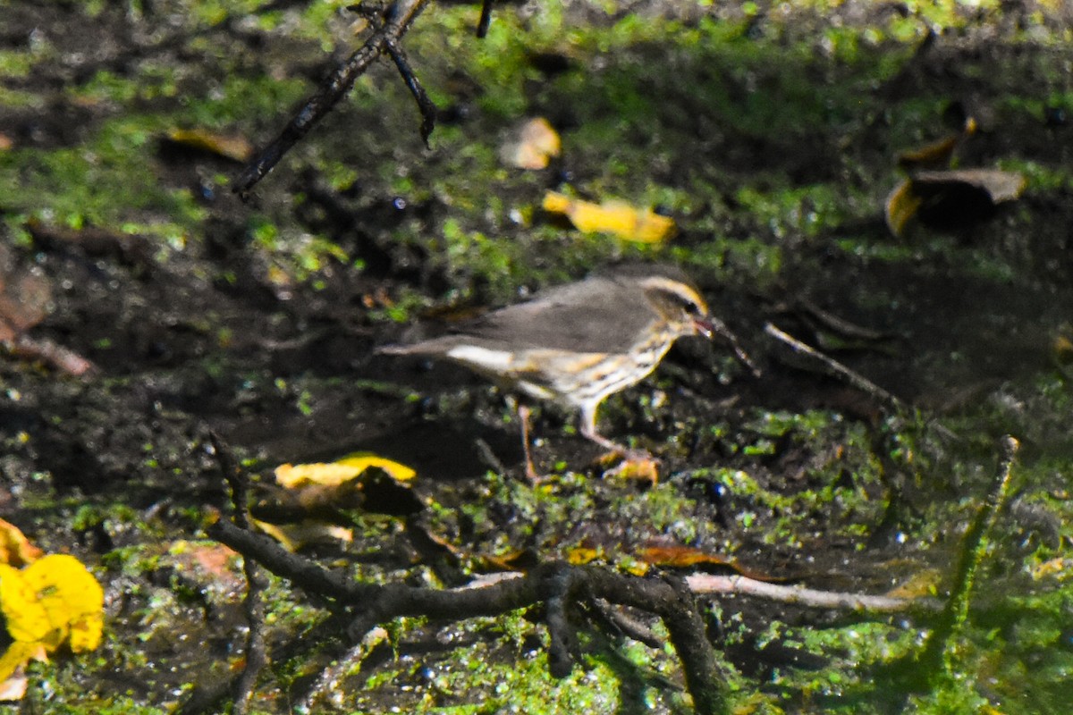 Northern Waterthrush - ML370575741