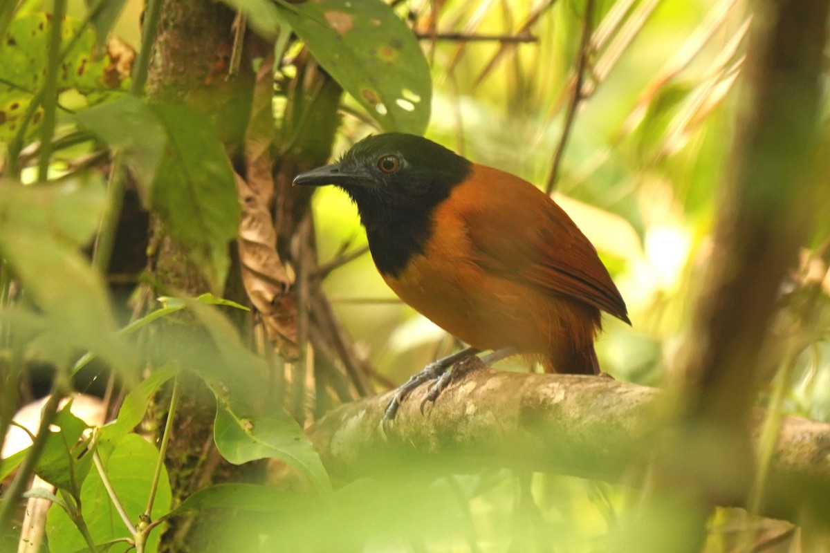 White-shouldered Antbird - Luis Carlos García Mejía