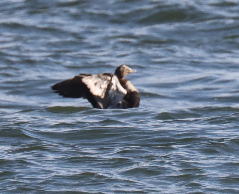 Common Eider - ML370576961