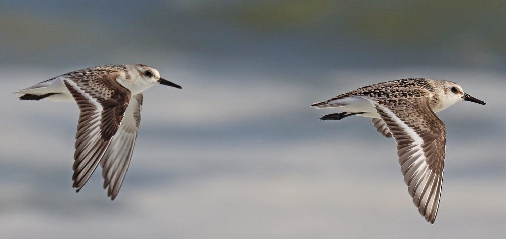 Bécasseau sanderling - ML370577201