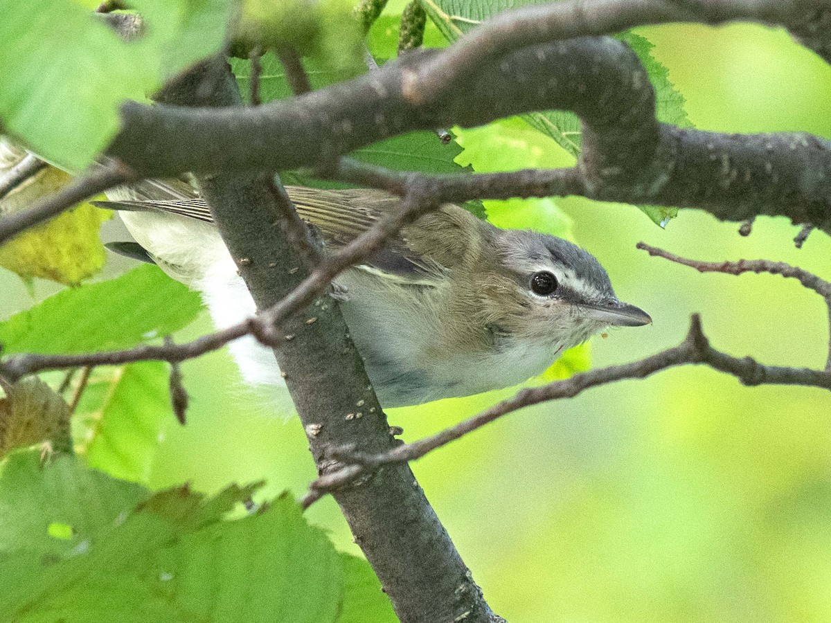 Red-eyed Vireo - ML370579151