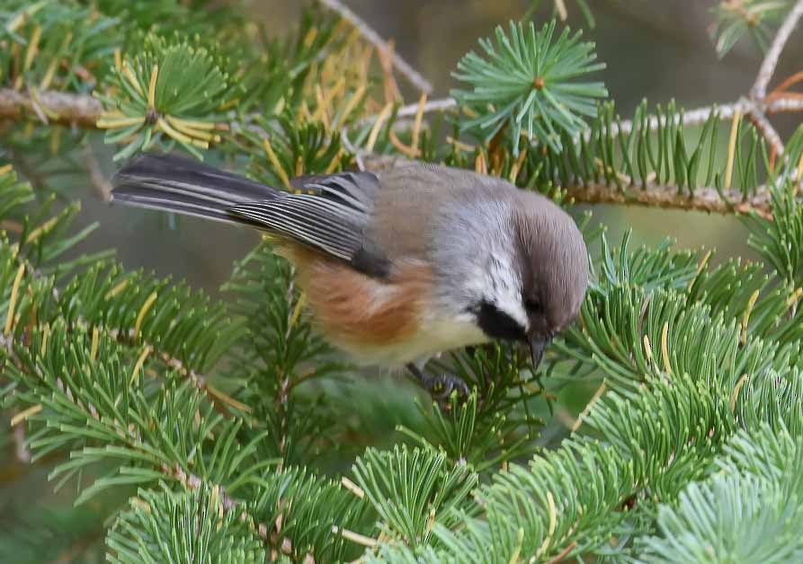 Boreal Chickadee - ML37057971