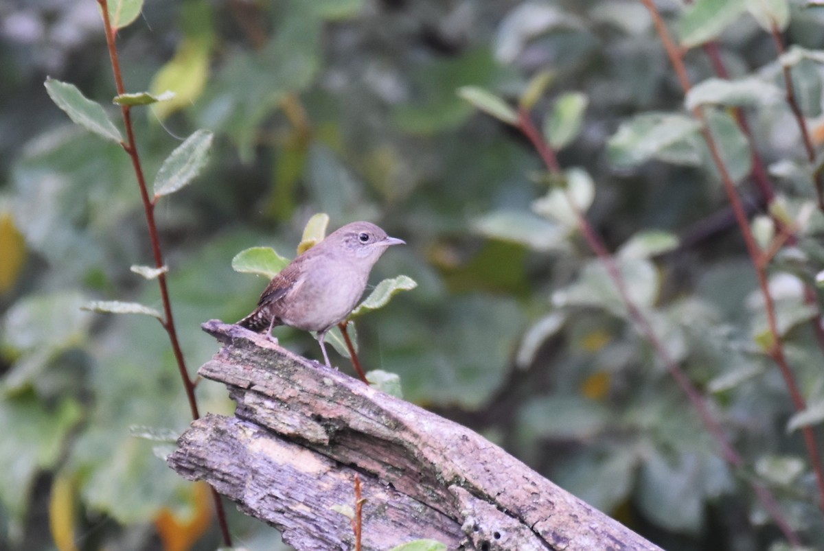 House Wren - ML370580251