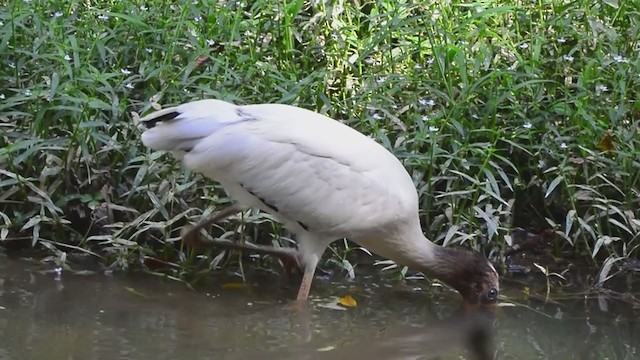 Wood Stork - ML370582191