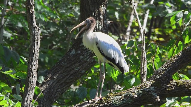 Wood Stork - ML370582811