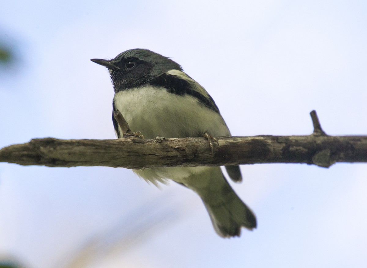 Black-throated Blue Warbler - ML37058341