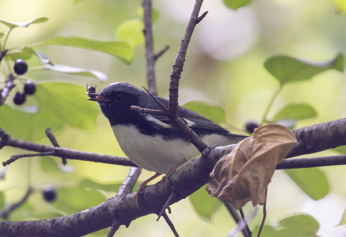 Black-throated Blue Warbler - ML37058351