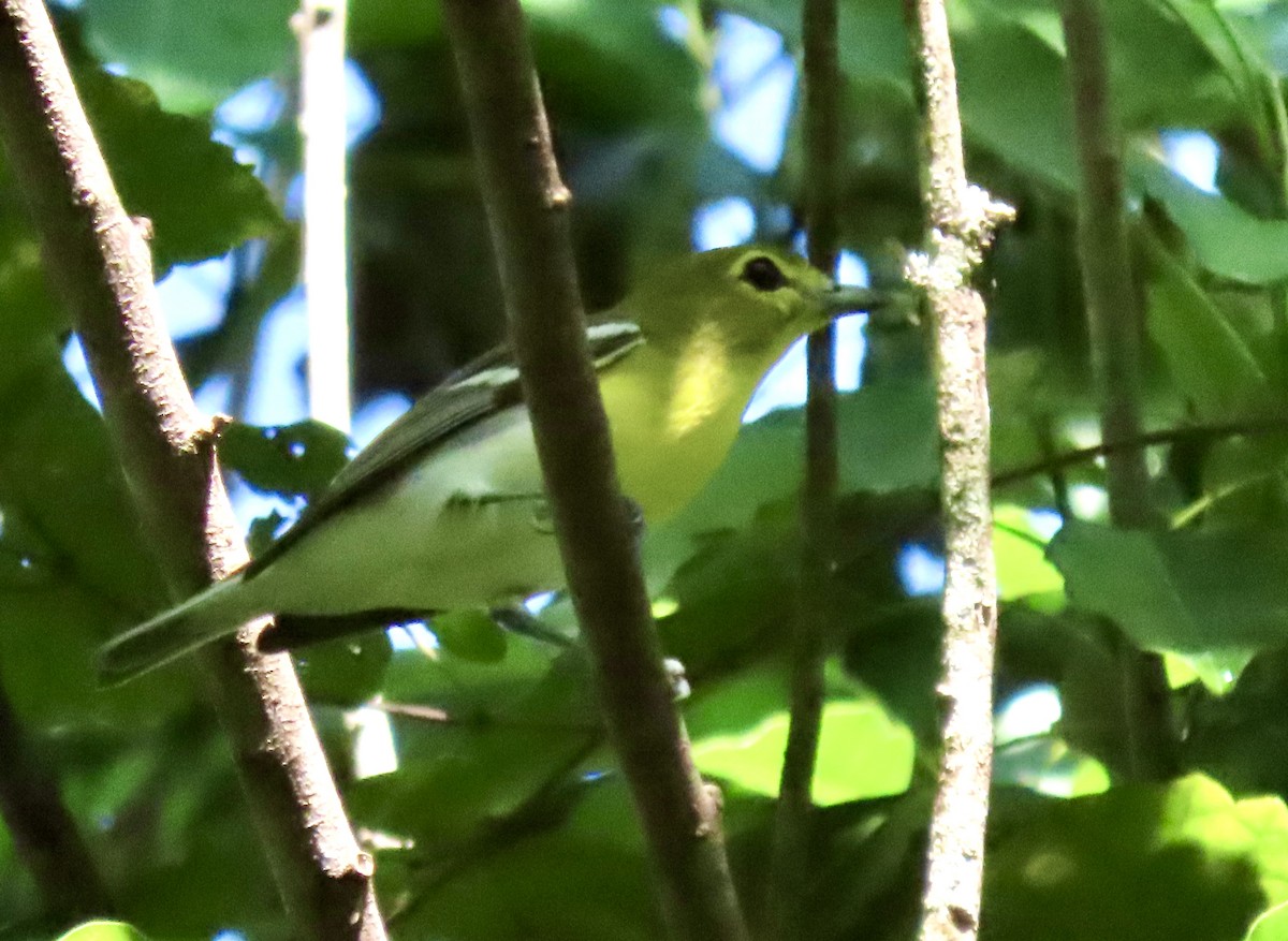 Yellow-throated Vireo - ML370583511