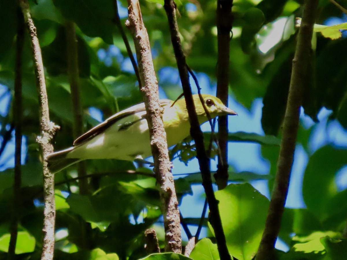 Yellow-throated Vireo - ML370583521