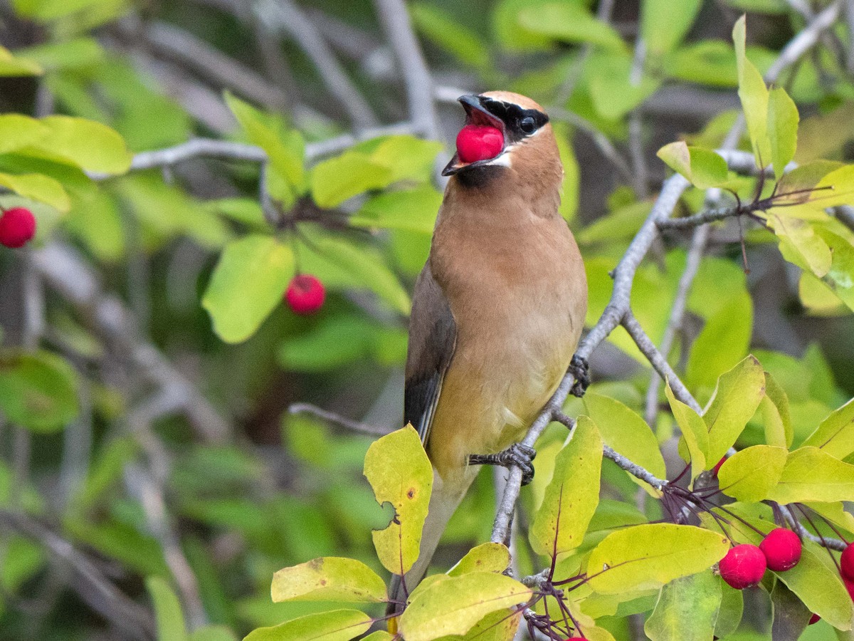 Cedar Waxwing - ML370586011