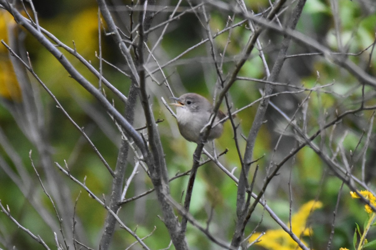 House Wren - ML370586201