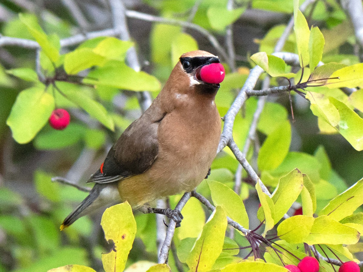 Cedar Waxwing - ML370586291