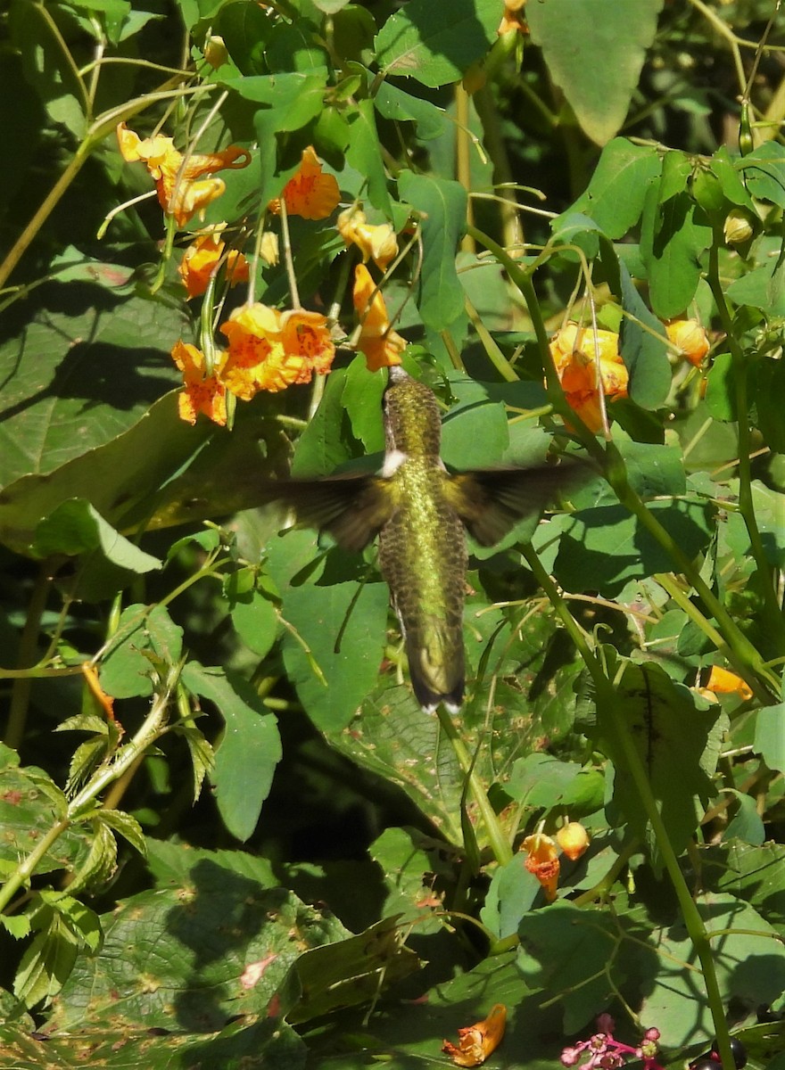 Ruby-throated Hummingbird - ML370586331