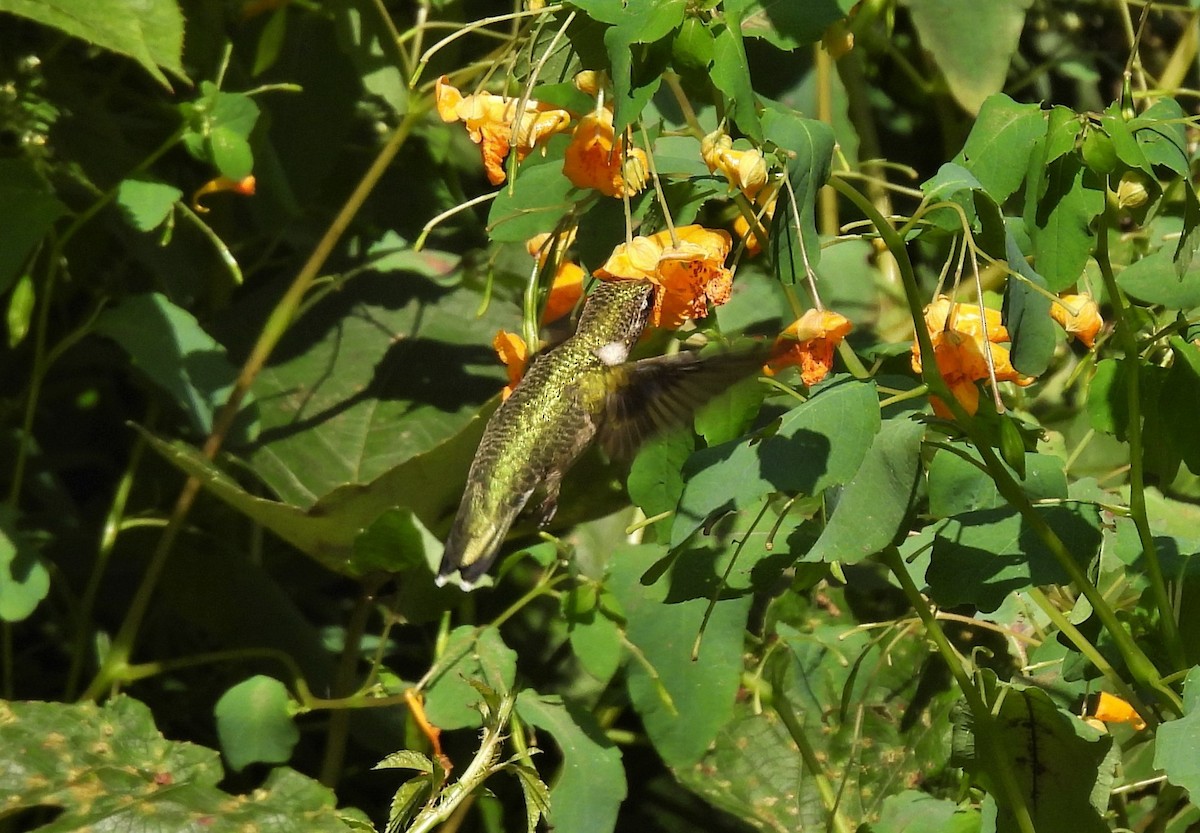 Ruby-throated Hummingbird - ML370586341