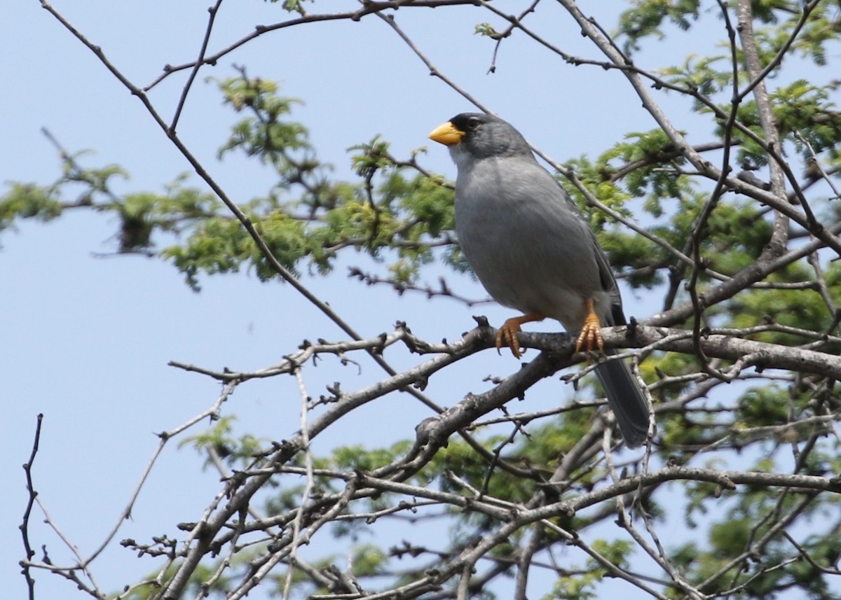 Cinereous Finch - ML370586511