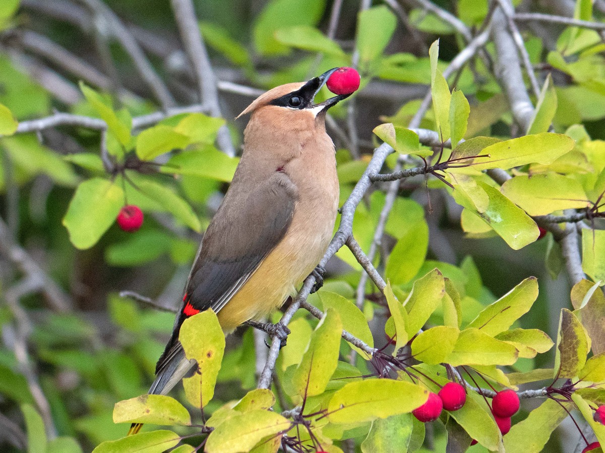 Cedar Waxwing - ML370586561