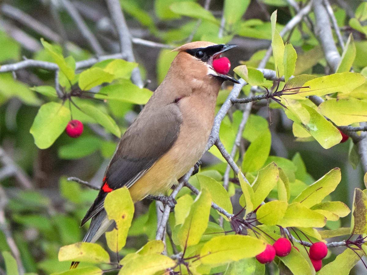 Cedar Waxwing - Susan Elliott